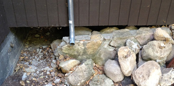 Wildlife removal service for raccoons, opossums, fox, squirrels, bats, owls, and skunks