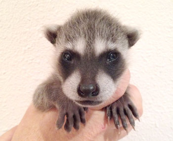 Scratching sounds in your attic, subflooring, or walls, pests, wild life, wild-life, wildlife removal.