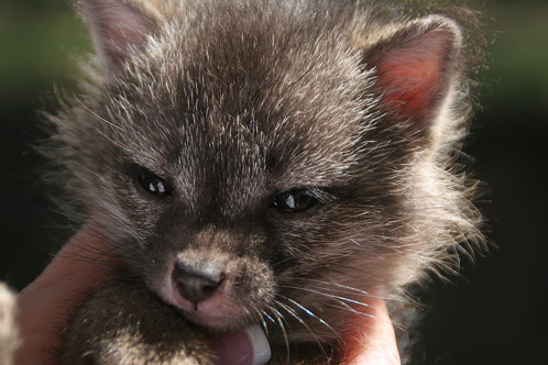 Fox under deck, subflooring, shed, garage, pests, varmits, problem animals, wildlife, wild life, wild-life removal. 