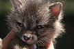 Fox under deck, subflooring, shed, garage, pests, varmits, problem animals, wildlife, wild life, wild-life removal. 
