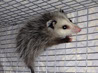 wild life, wildlife, wild-life, removal, get into subflooring, attics, under decks, and garages. problem animals, varmits, scratching in walls.