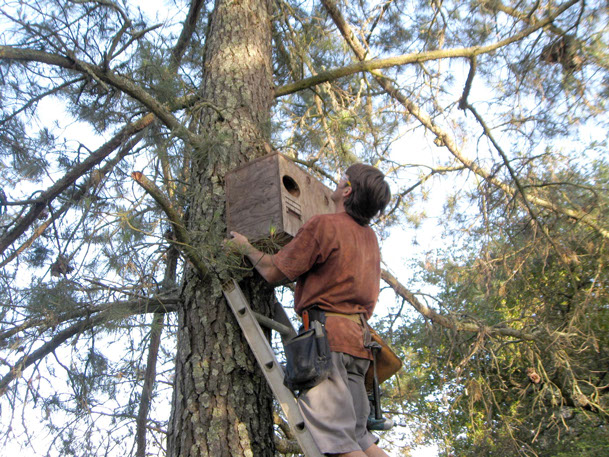 Owls screeching all night, in attic, roof, tree near bedroom, white feathers, heartshaped face. pests, varmits, animal removal.
