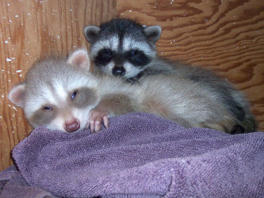 Raccoon come in two color variations.&nbsp; The dominant most common color is a black, grey and white combination. Blonde is the other combination.