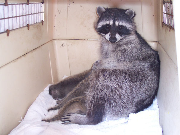 Wildlife removal, wild life, wild-life, problem animals, exclusion, raccoon, fox, owl, squirrel, bat, skunk, opossum