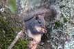 squirrels go into attics and scratch at the roof to nest. napa, st. helena, yountville, calistoga, angwin, clear lake, american canyon, vallejo